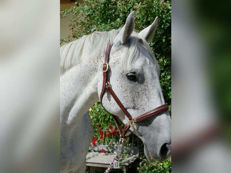 Irish sport horse Merrie 13 Jaar 168 cm Vliegenschimmel in Grattersdorf