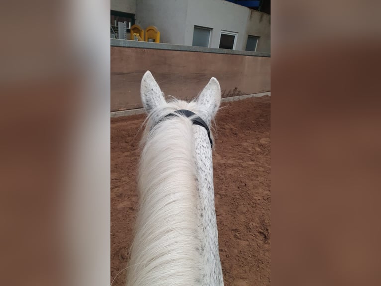 Irish sport horse Mix Merrie 14 Jaar 148 cm Vliegenschimmel in Strassen