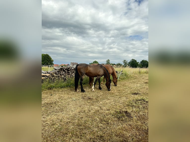 Irish sport horse Merrie 14 Jaar 160 cm Bruin in Ebsdorfergrund