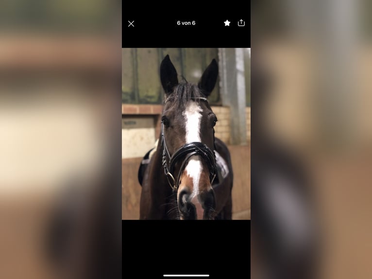 Irish sport horse Merrie 14 Jaar 160 cm Bruin in Ebsdorfergrund