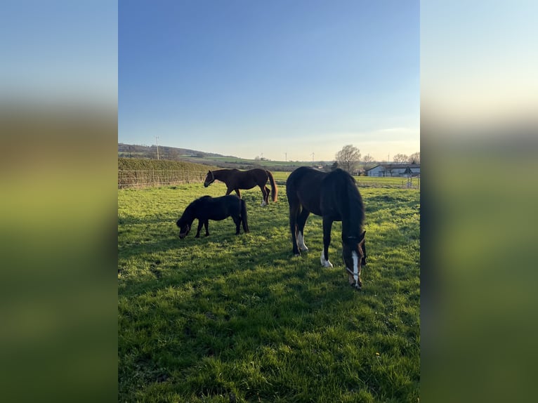 Irish sport horse Merrie 14 Jaar 160 cm Bruin in Ebsdorfergrund