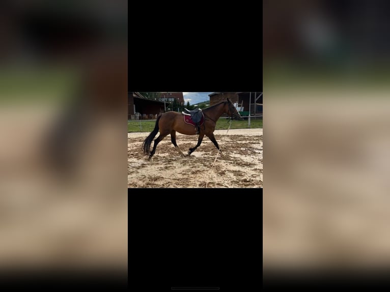 Irish sport horse Merrie 14 Jaar 160 cm  in Ebsdorfergrund