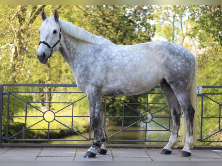 Irish sport horse Merrie 14 Jaar 163 cm Appelschimmel in Wolfsburg