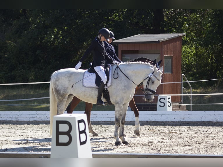 Irish sport horse Merrie 14 Jaar 163 cm Appelschimmel in Wolfsburg