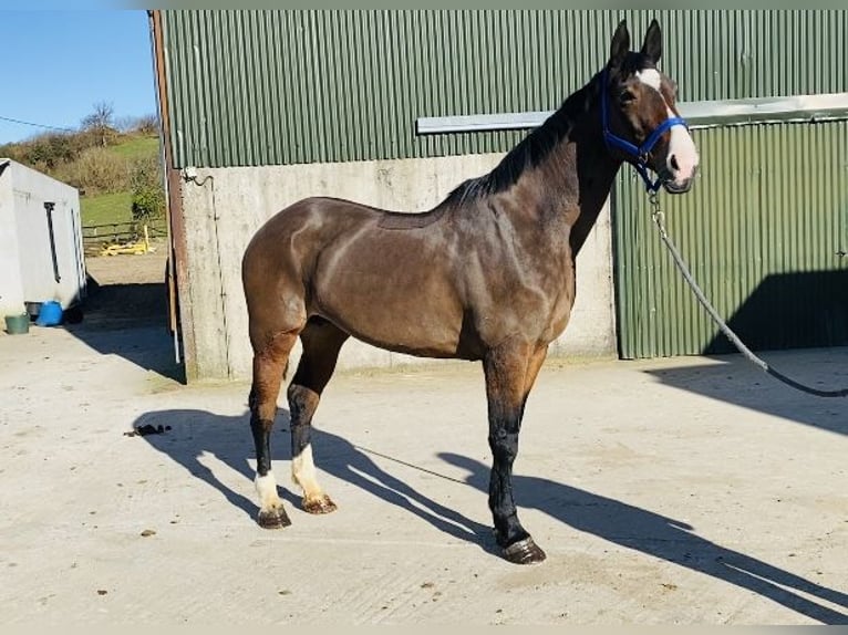 Irish sport horse Merrie 14 Jaar 175 cm Roodbruin in Sligo