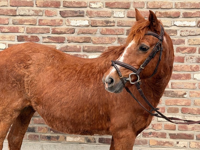 Irish sport horse Merrie 15 Jaar 137 cm Vos in Grevenbroich