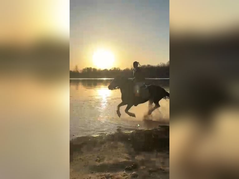 Irish sport horse Mix Merrie 15 Jaar 148 cm Zwartbruin in Hückelhoven
