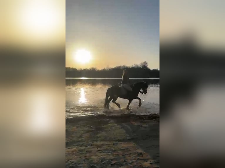 Irish sport horse Mix Merrie 15 Jaar 148 cm Zwartbruin in Hückelhoven