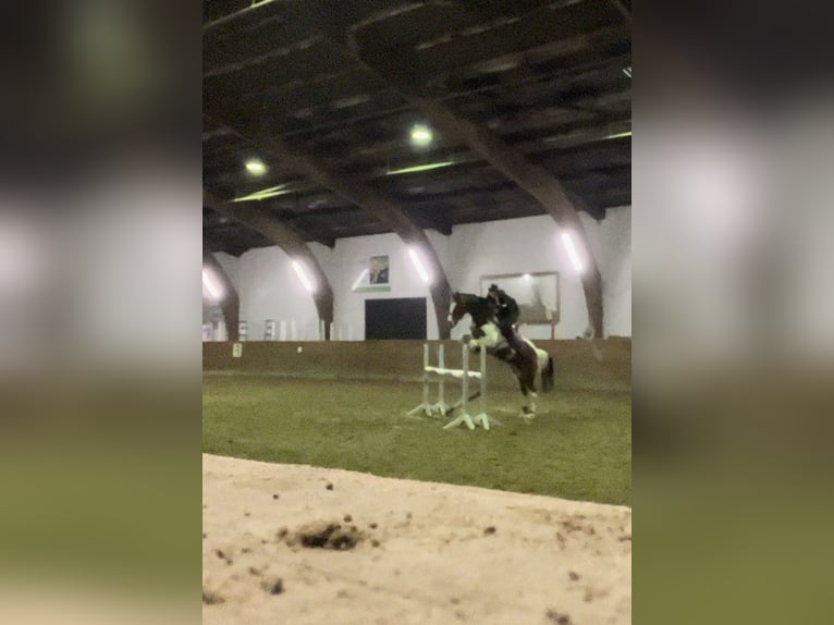 Irish sport horse Merrie 15 Jaar 157 cm Gevlekt-paard in T&#xF6;nning