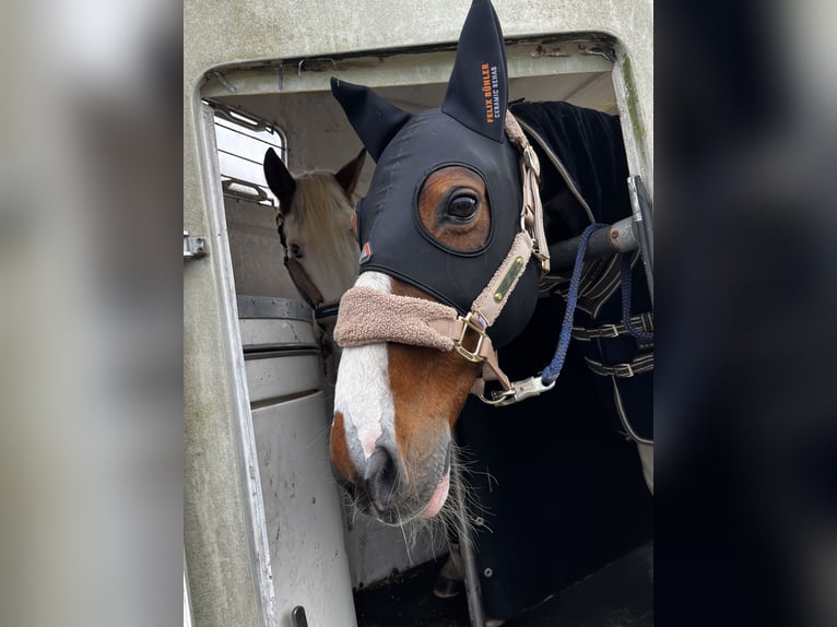 Irish sport horse Merrie 15 Jaar 157 cm Gevlekt-paard in T&#xF6;nning