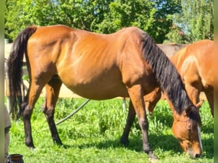 Irish sport horse Merrie 15 Jaar 162 cm Bruin in Mühlhausen