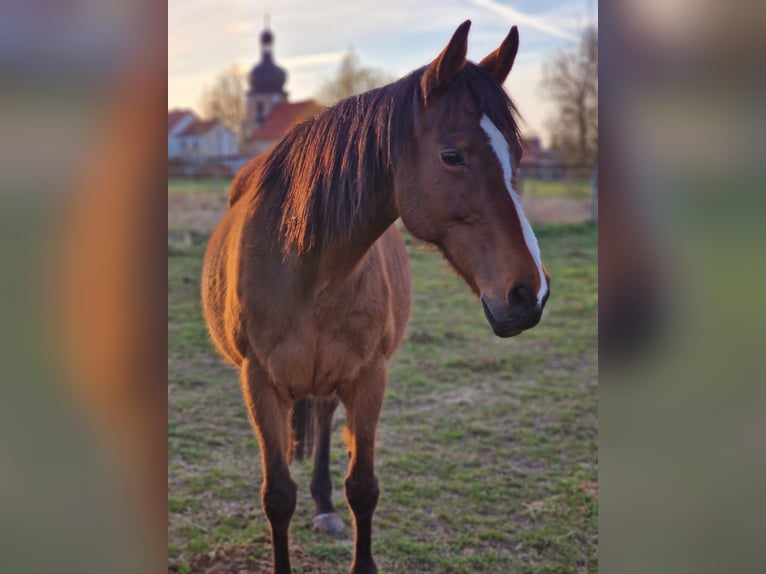 Irish sport horse Merrie 15 Jaar 162 cm Bruin in Mühlhausen