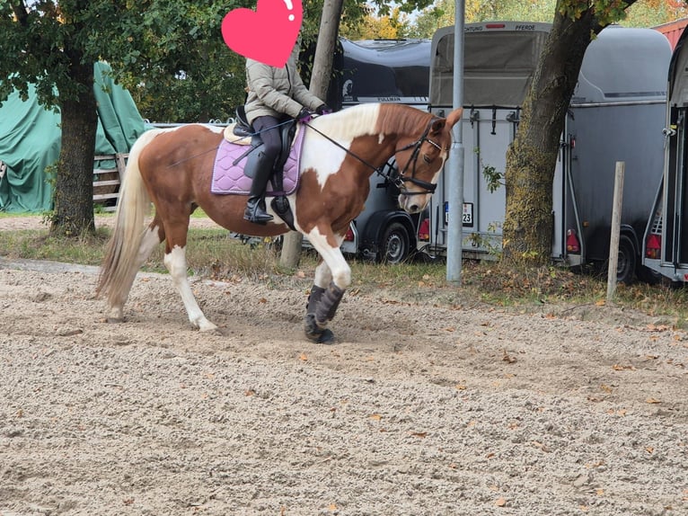 Irish sport horse Merrie 15 Jaar 165 cm Gevlekt-paard in Peine Irish sport horse Merrie 15 Jaar 165 cm Gevlekt-paard in Peine