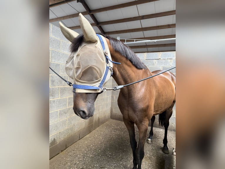 Irish sport horse Merrie 15 Jaar 167 cm Donkerbruin in Affligem