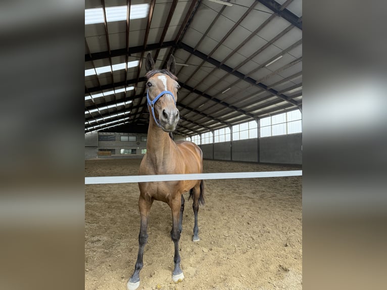 Irish sport horse Merrie 15 Jaar 167 cm Donkerbruin in Affligem
