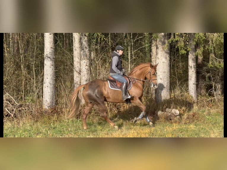 Irish sport horse Merrie 15 Jaar 167 cm Donkere-vos in Schlins