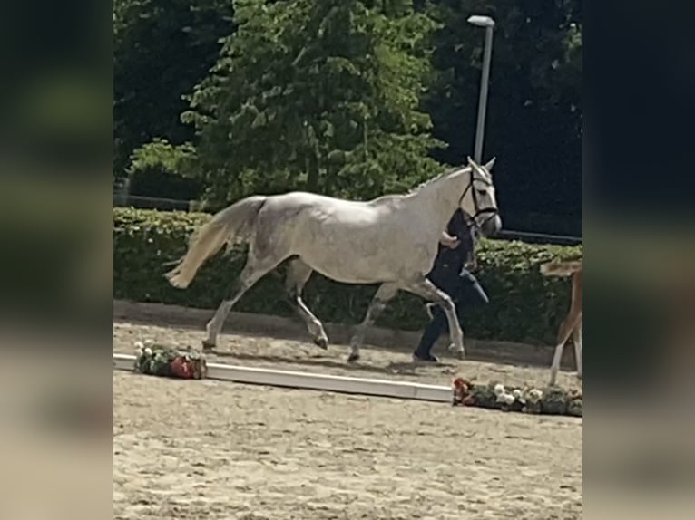 Irish sport horse Merrie 15 Jaar 167 cm Schimmel in Mönchengladbach