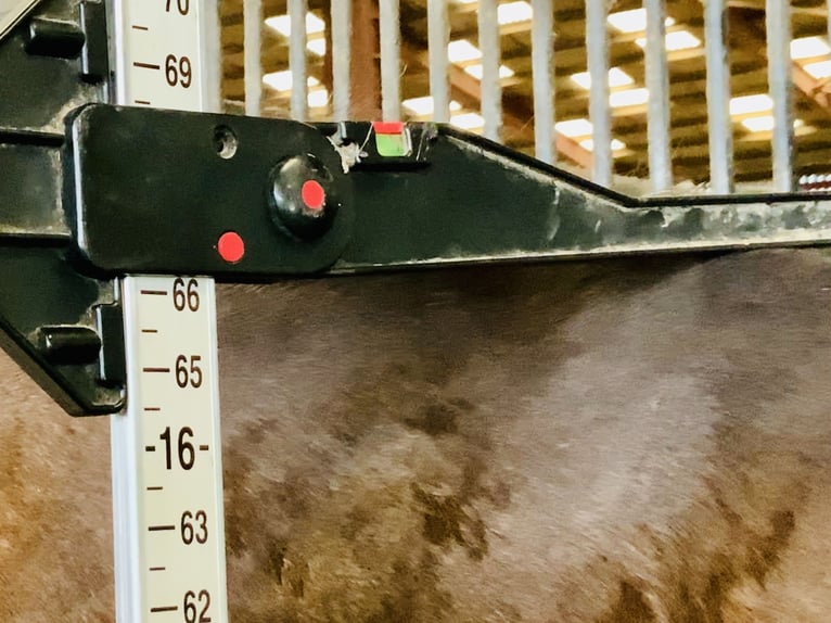 Irish sport horse Merrie 15 Jaar 168 cm Bruin in Mountrath