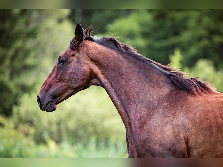 Irish sport horse Merrie 15 Jaar 169 cm Bruin in Velden