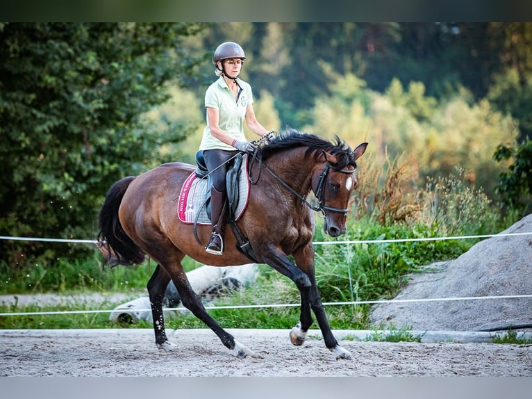 Irish sport horse Merrie 15 Jaar 169 cm Bruin in Velden