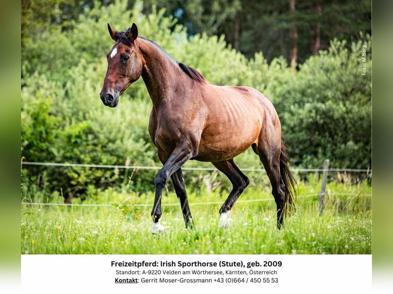 Irish sport horse Merrie 15 Jaar 169 cm Bruin in Velden