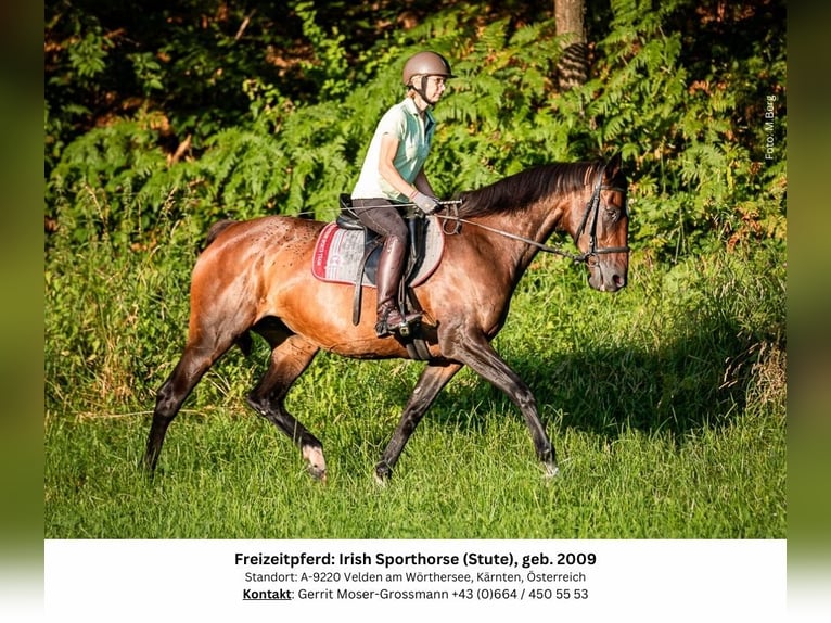 Irish sport horse Merrie 15 Jaar 169 cm Bruin in Velden