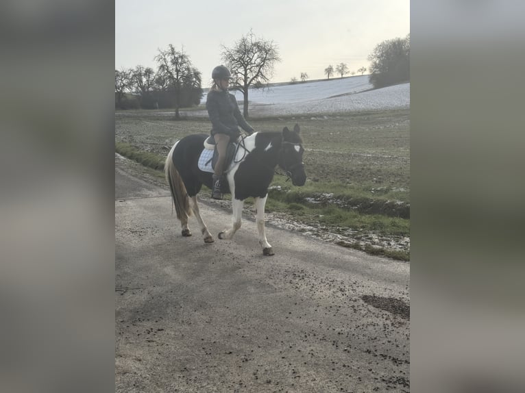 Irish sport horse Merrie 16 Jaar 143 cm Gevlekt-paard in Adelsheim