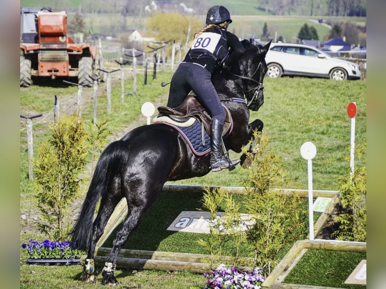 Irish sport horse Merrie 16 Jaar 152 cm Zwart in Zuienkerke