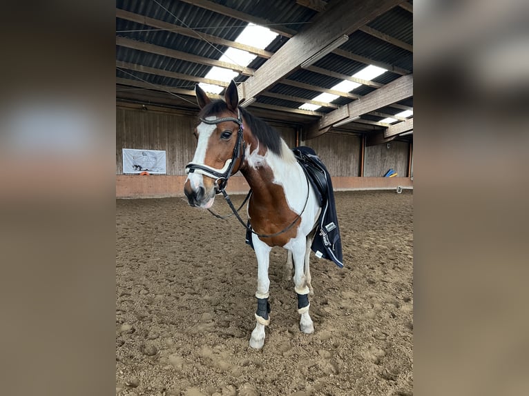 Irish sport horse Merrie 16 Jaar 157 cm Gevlekt-paard in Heide