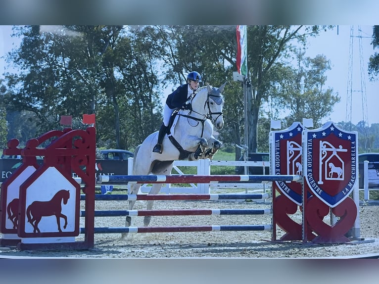 Irish sport horse Merrie 16 Jaar 160 cm Schimmel in Montecompatri