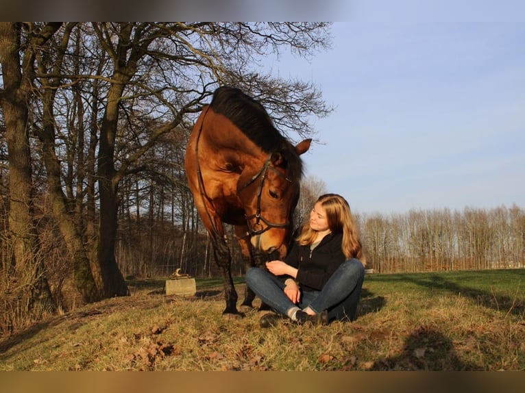 Irish sport horse Merrie 16 Jaar 164 cm in Essen (Oldenburg)