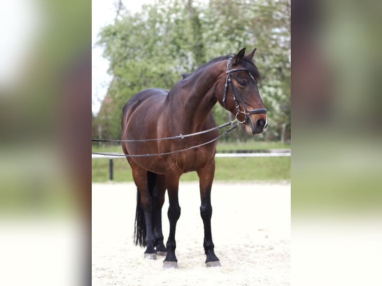 Irish sport horse Merrie 17 Jaar 155 cm Donkerbruin in Gladbeck