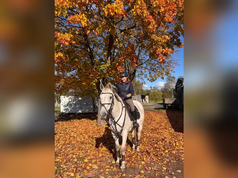 Irish sport horse Merrie 17 Jaar 163 cm Schimmel in Burgwedel Irish sport horse Merrie 17 Jaar 163 cm Schimmel in Burgwedel