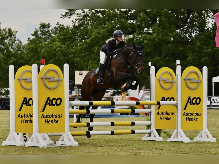 Irish sport horse Merrie 17 Jaar 165 cm Bruin in Teupitz