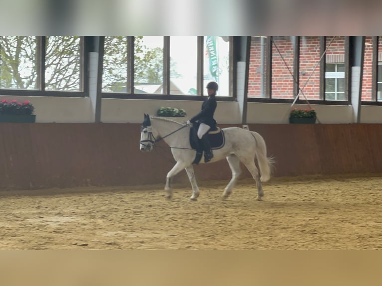 Irish sport horse Mix Merrie 18 Jaar 143 cm Schimmel in Werne
