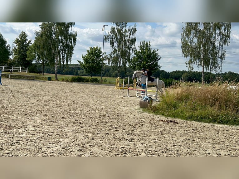 Irish sport horse Mix Merrie 18 Jaar 143 cm Schimmel in Werne