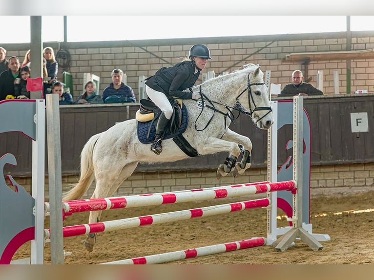 Irish sport horse Mix Merrie 18 Jaar 143 cm Schimmel in Werne