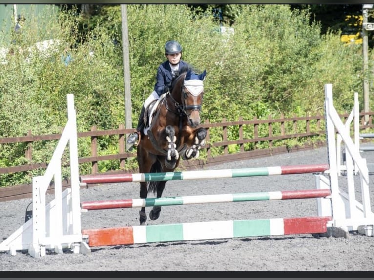 Irish sport horse Merrie 18 Jaar 148 cm Roodbruin in United Kingdom