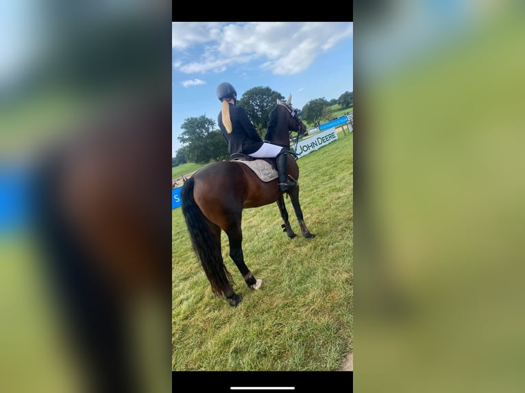 Irish sport horse Merrie 18 Jaar 148 cm Roodbruin in United Kingdom