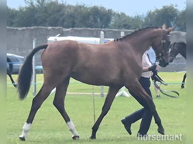 Irish sport horse Merrie 1 Jaar 155 cm Roodbruin in Swinford