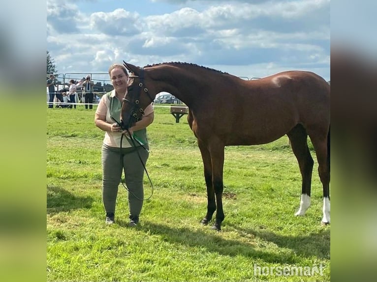 Irish sport horse Merrie 1 Jaar 155 cm Roodbruin in Swinford