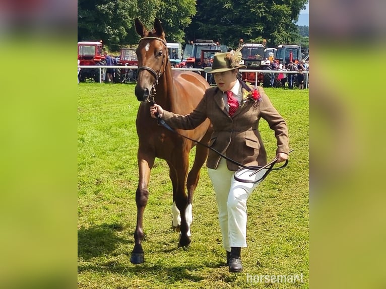 Irish sport horse Merrie 1 Jaar 155 cm Roodbruin in Swinford