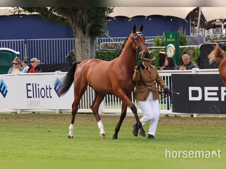 Irish sport horse Merrie 1 Jaar 155 cm Roodbruin in Swinford