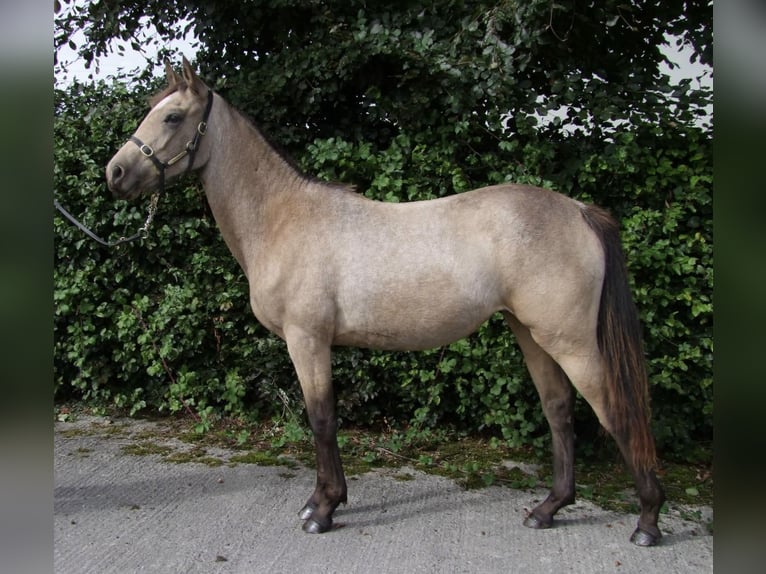 Irish sport horse Merrie 1 Jaar Falbe in Westmeath