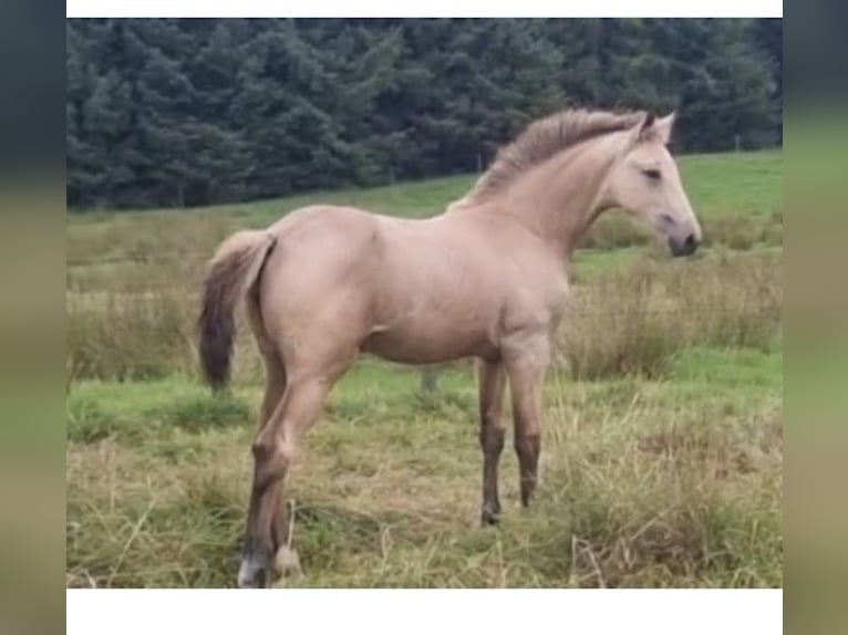 Irish sport horse Merrie 1 Jaar Falbe in Le Dezert