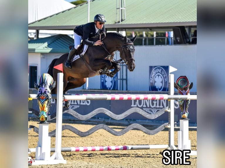 Irish sport horse Merrie 1 Jaar Zwart in Pembrokeshire