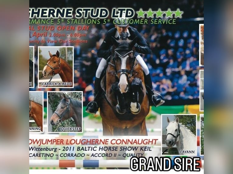 Irish sport horse Merrie 1 Jaar Zwart in Pembrokeshire