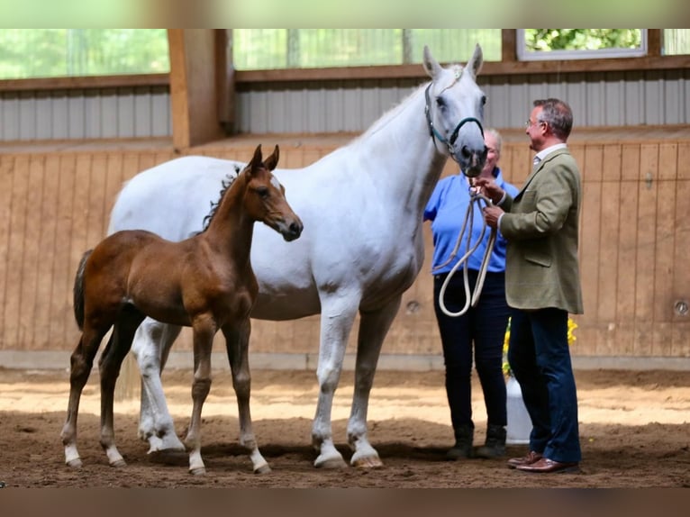 Irish sport horse Merrie 22 Jaar 162 cm Schimmel in Schierensee