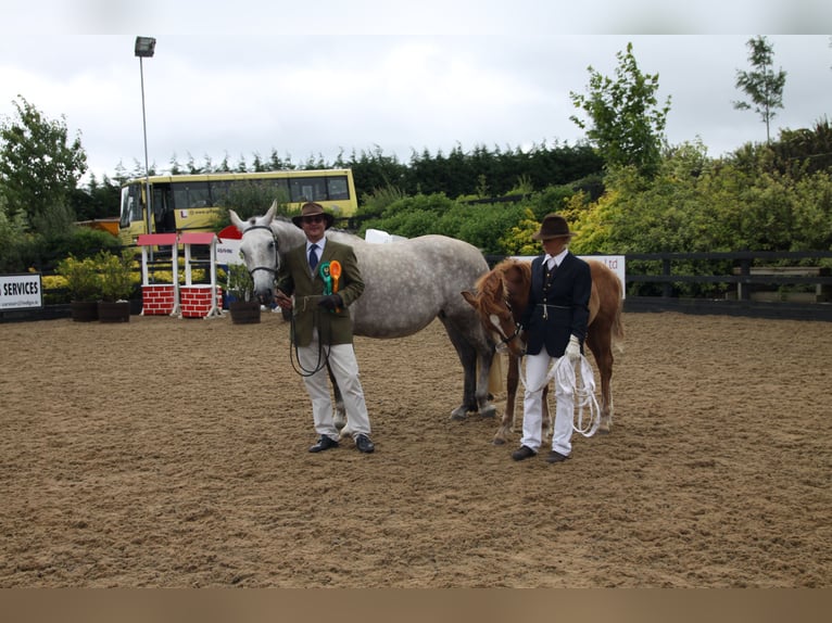 Irish sport horse Merrie 22 Jaar 162 cm Schimmel in Schierensee