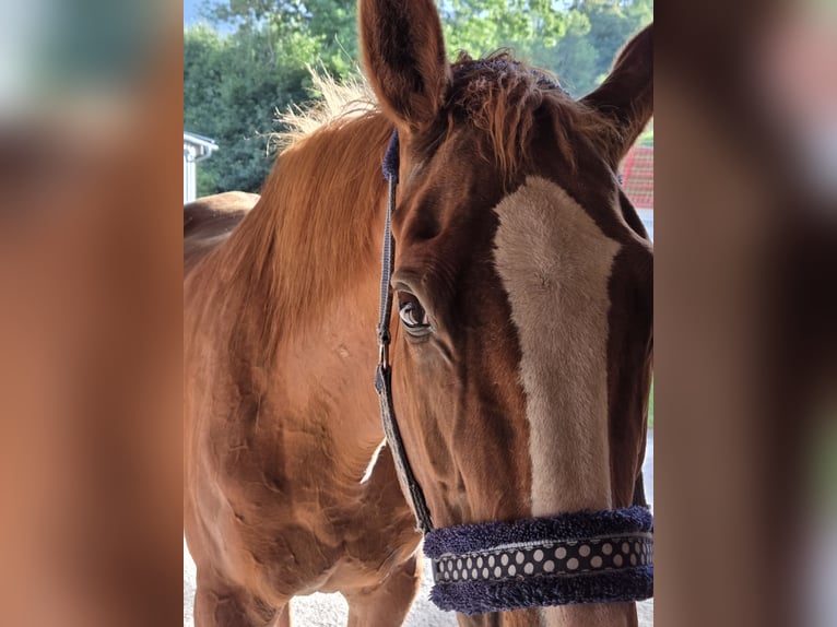 Irish sport horse Mix Merrie 23 Jaar 164 cm Vos in Altenmarkt